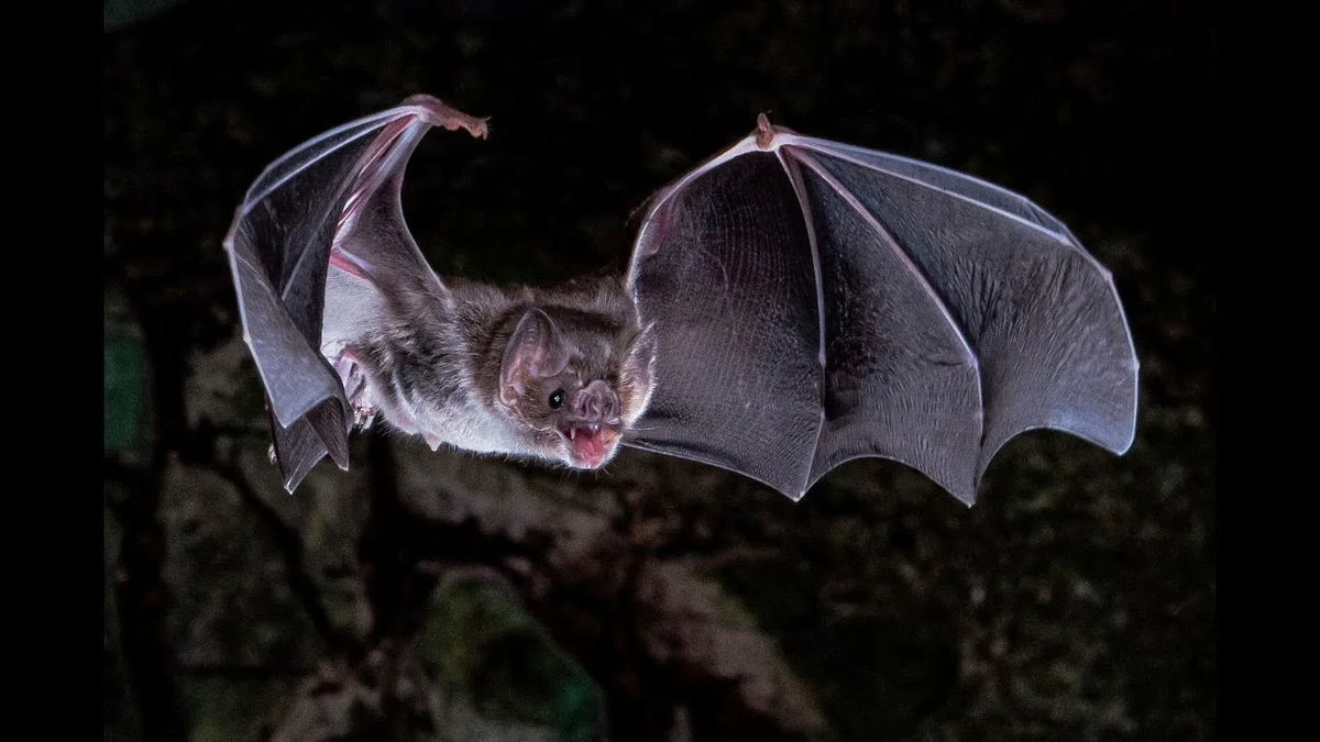 Летучая мышь