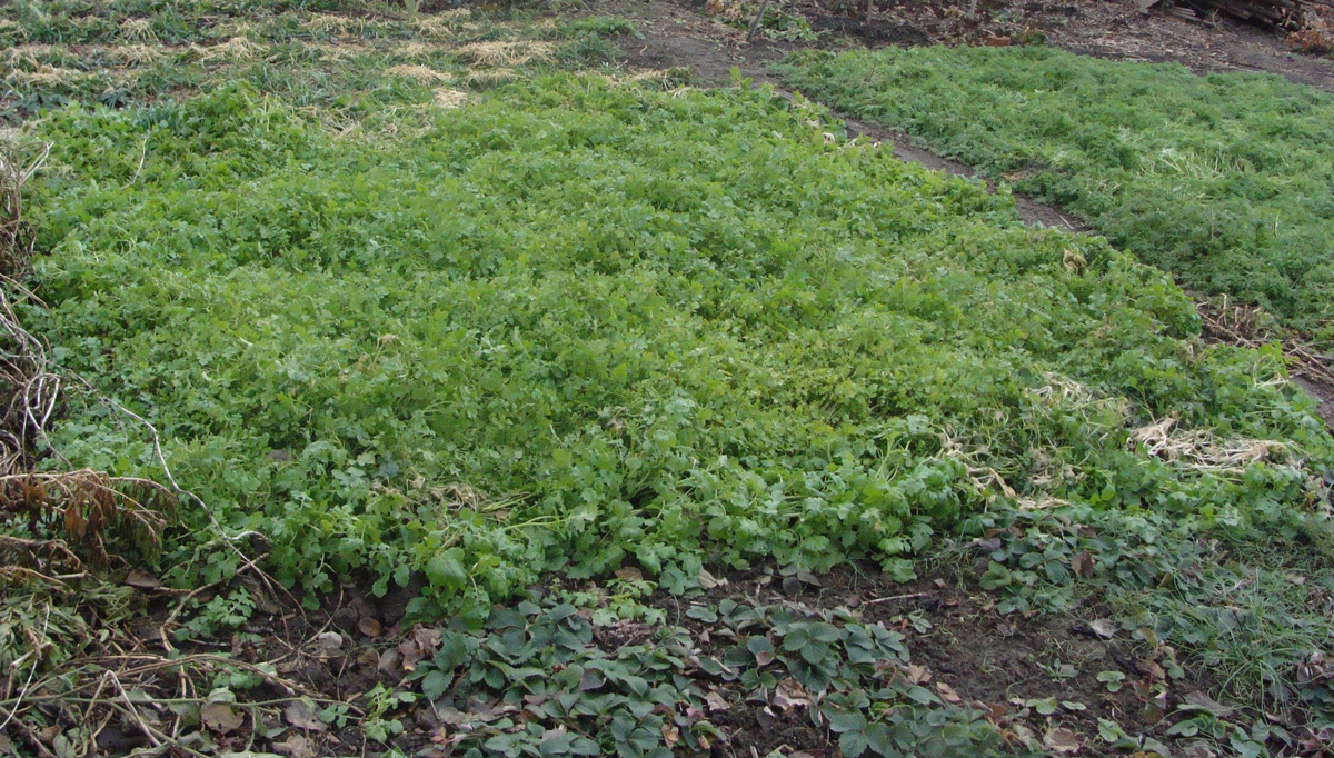 Чаще высевайте сидераты. Фото Натальи Мироновой