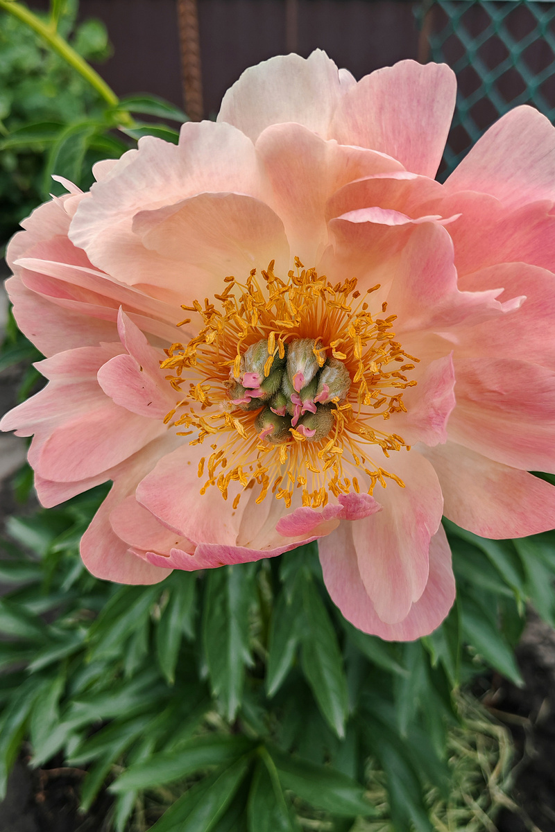 Корал Суприм