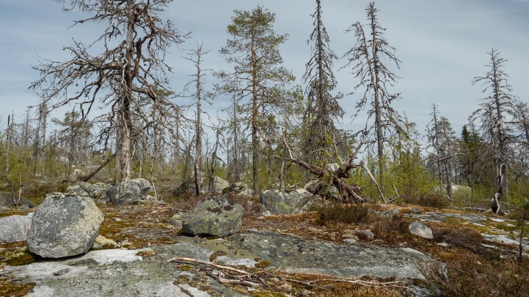    Фото: Igor Podgorny/Globallookpress