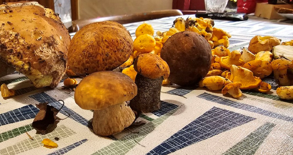 Фото автора. Холод, дождь, а боровики червивые