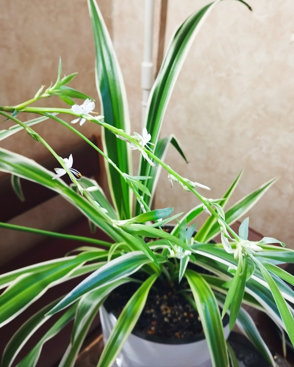 Хлорофитум зацвёл. Первый раз в моей цветоводческой жизни. Чудеса случаются))) ЗДЕСЬ и далее фото автора и(или) из личного архива автора, если не указано иначе.