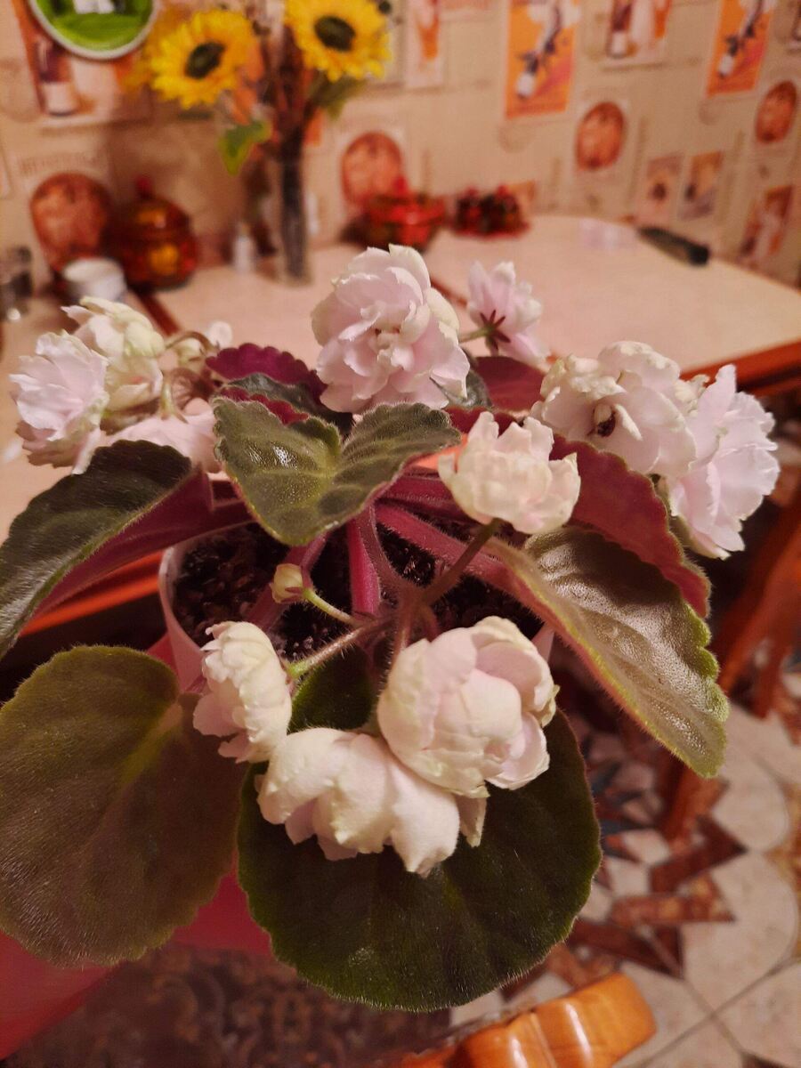 Пионовидная фиалка на фитиле 