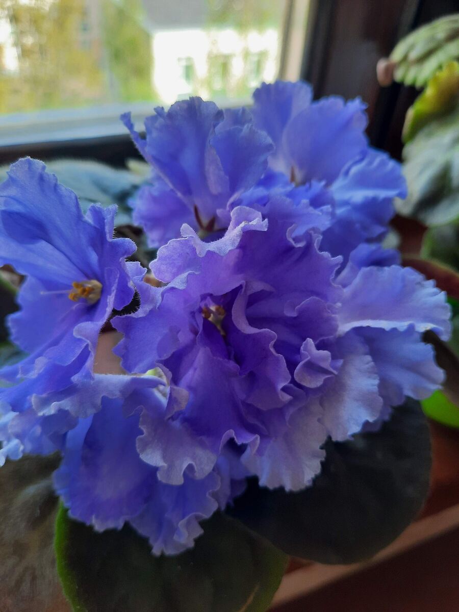 Вот так прекрасно себя чувствуют цветы на фитиле.