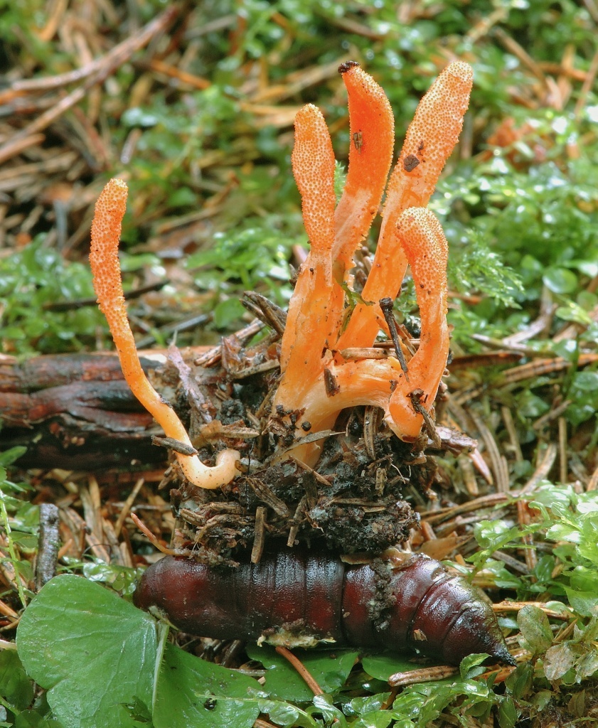 Кордицепс, выросший на куколке бабочки. Фото: flickr.com / MK — fotky