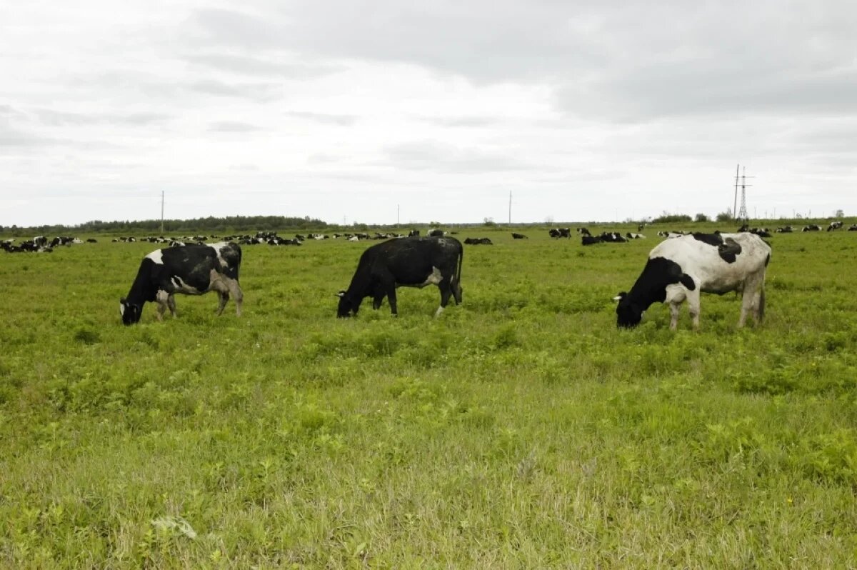    В Хабаровском крае чиновница выделила «Дальневосточный гектар» себе самой