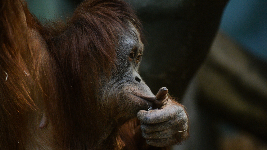    Фото: © РИА Новости/Владимир Астапкович