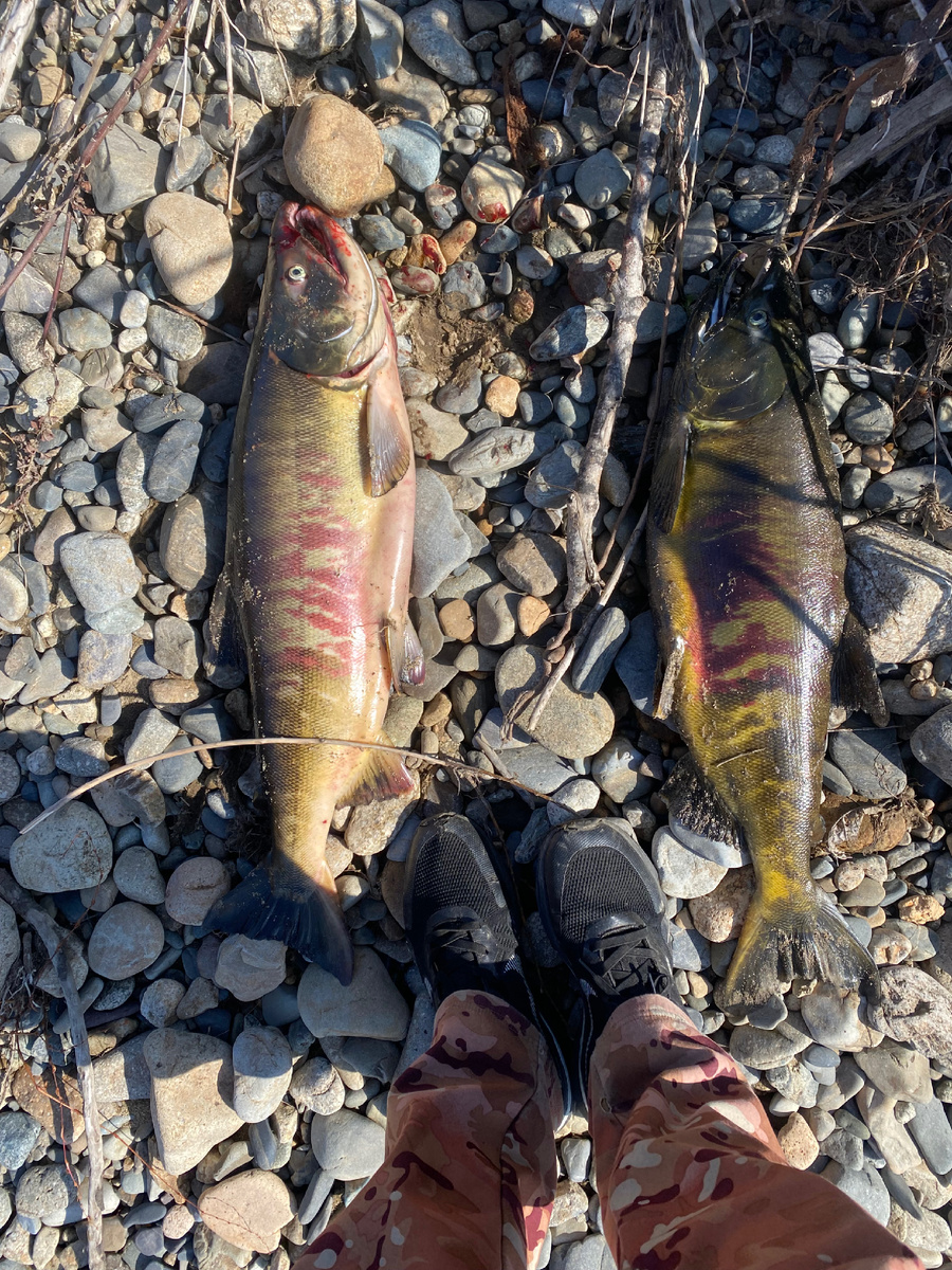 Кета в «брачном» наряде