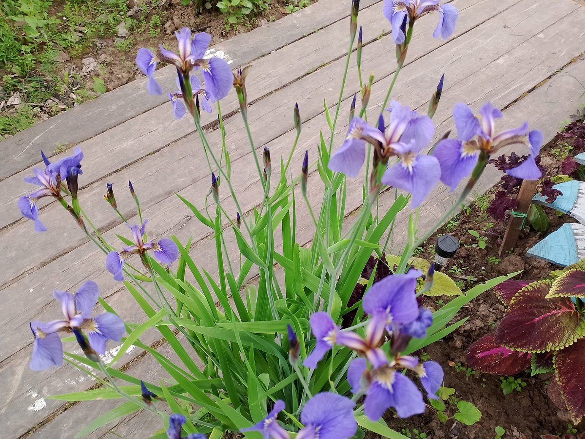 Ирисы.Фото автора.