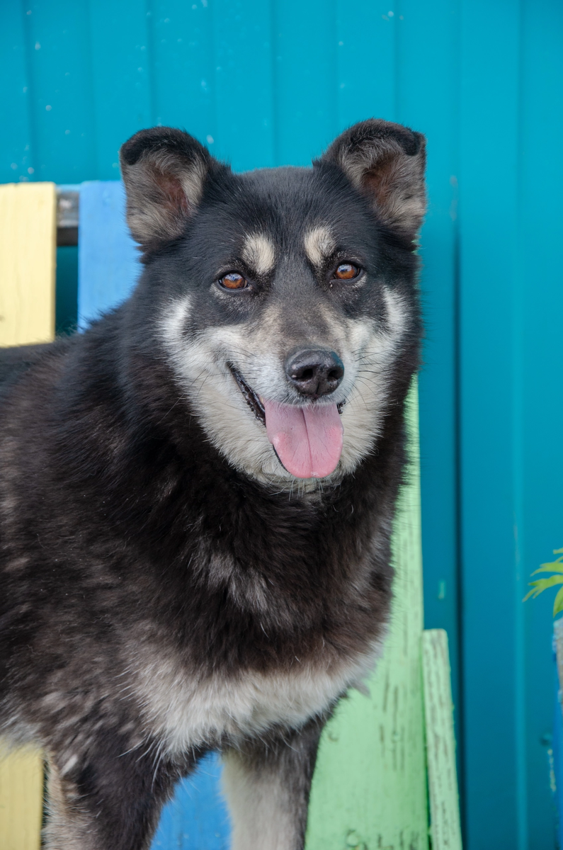 У Бравы пока нет опекуна, но ей очень хочется стать для кого-то очень нужной 🙏
