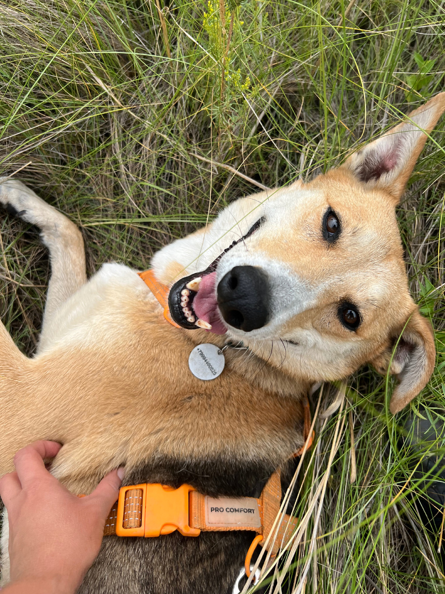 У Фиджи тоже пока ещё нет опекуна. А ведь она сейчас проходит реабилитацию после сложной операции и дополнительная финансовая поддержка ей бы очень пригодилась. 