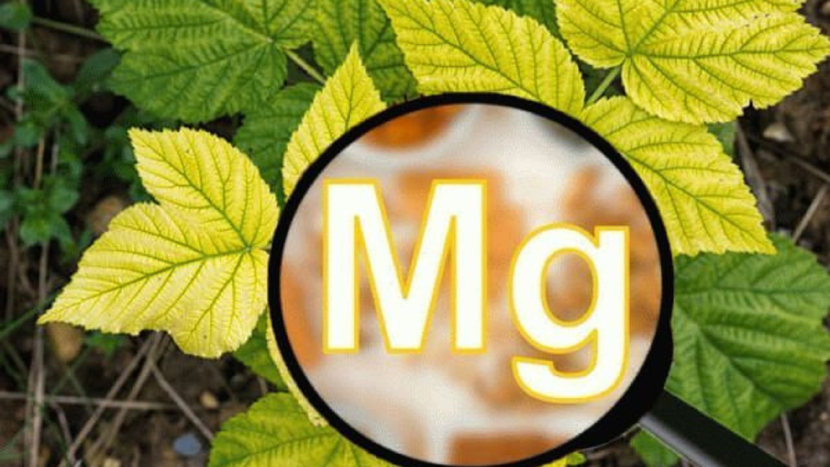 Яндекс картинки