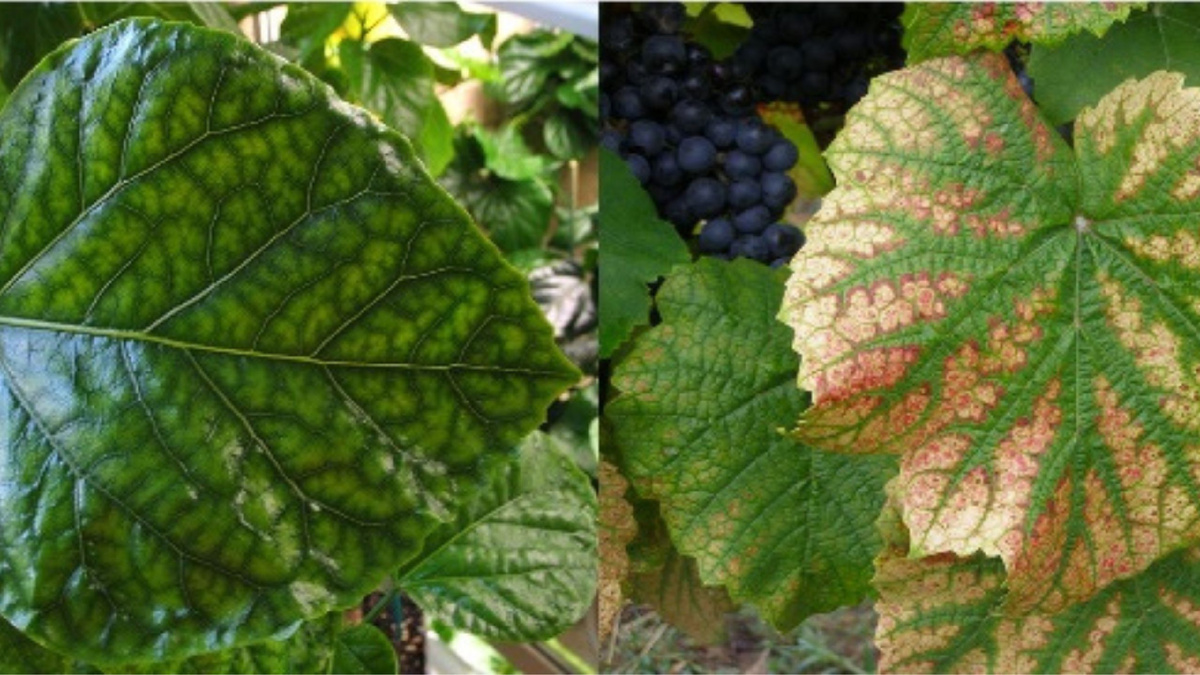 Яндекс картинки