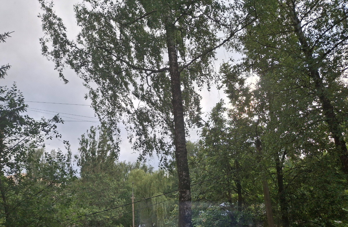 Фотография сделана автором 