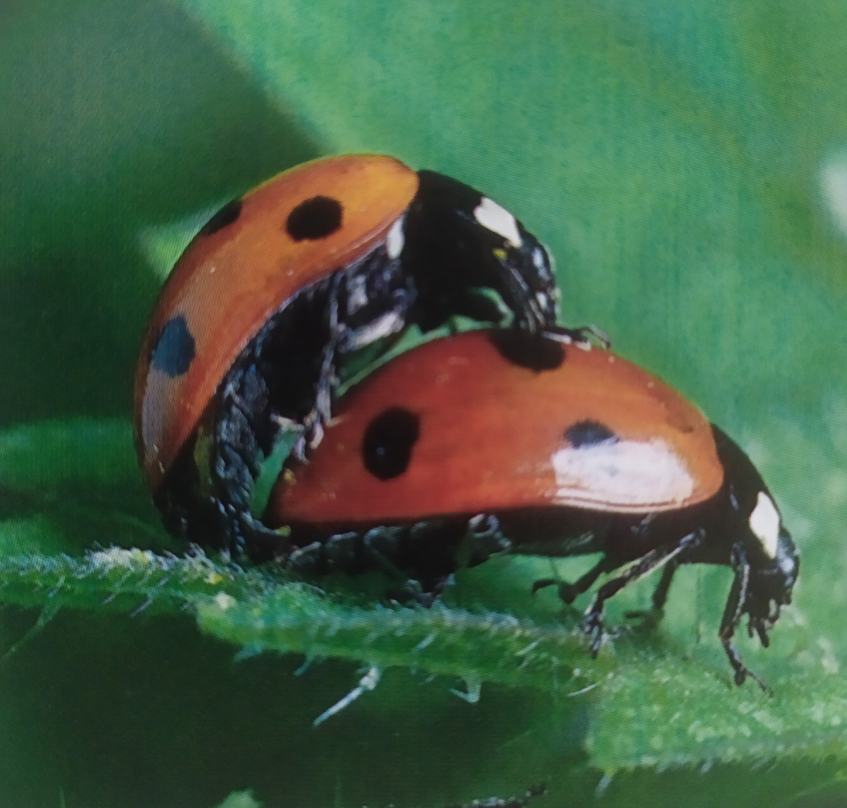 Спаривание насекомых