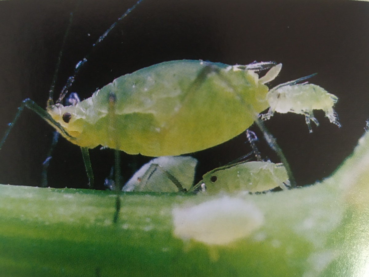 Самки тлей могут размножаться не спариваясь. Летом они приносят потомство до пяти раз в сутки