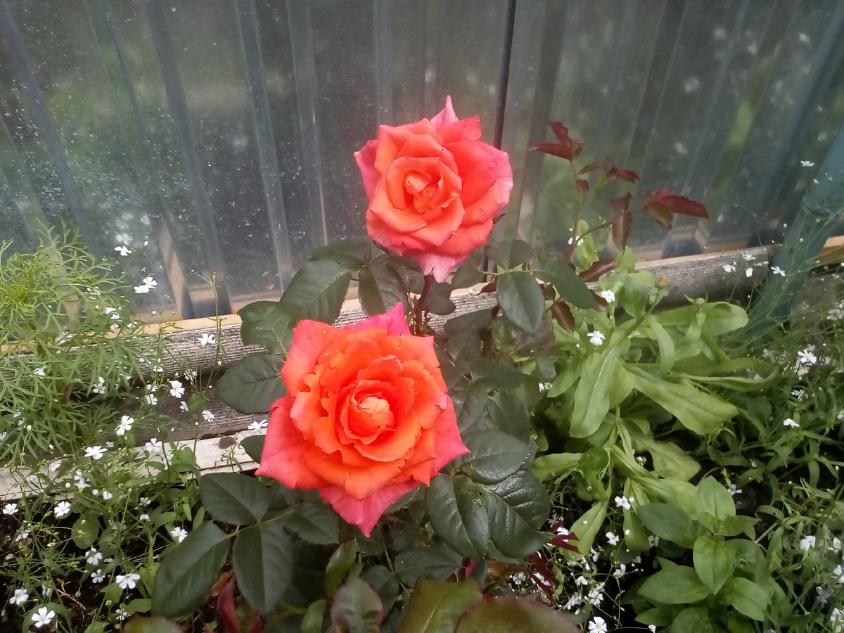 оранжевая красотка. фото незапамятных времен из личного архива