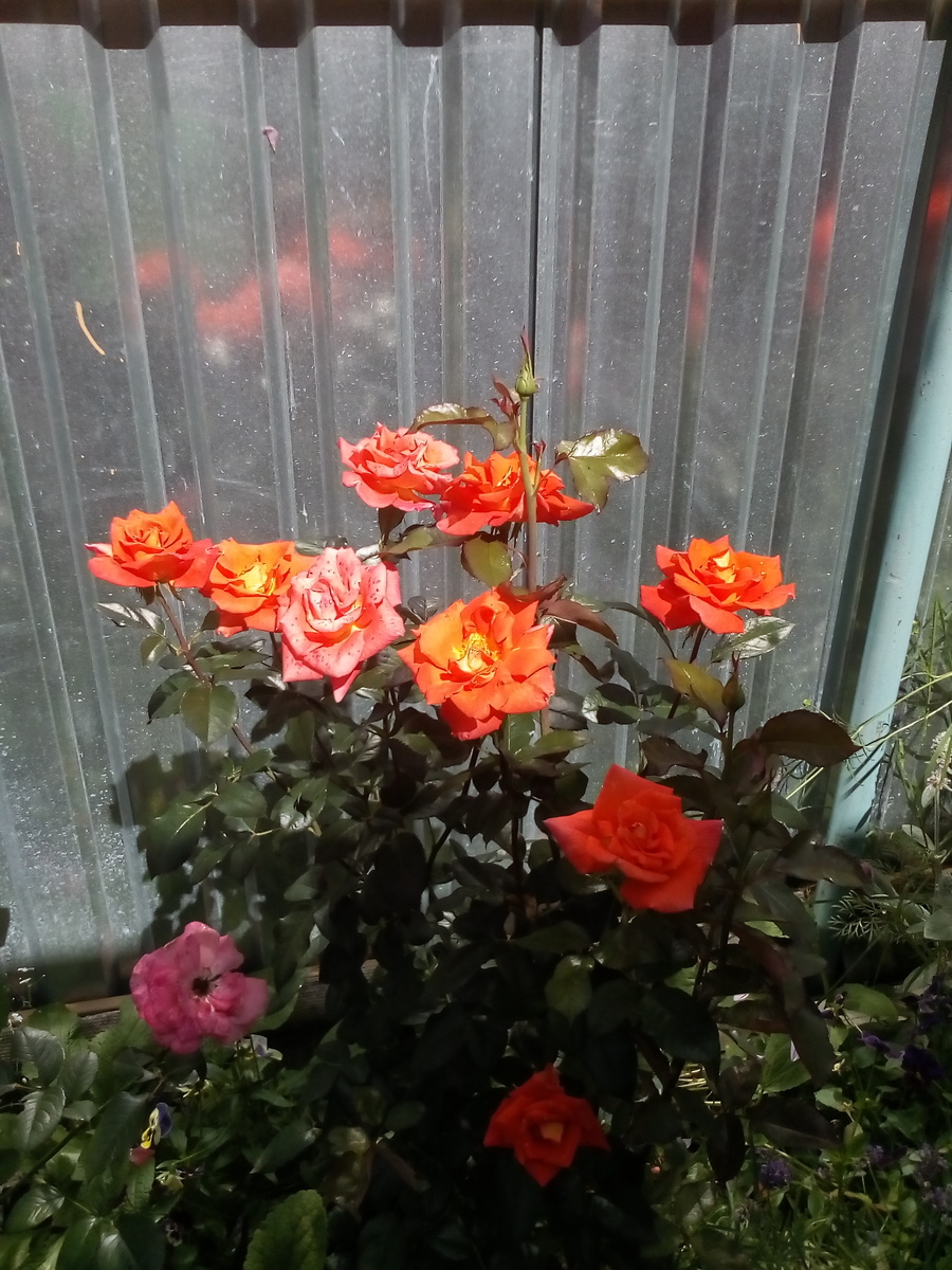 то максимум на что она способна. фото незапамятных времен из личного архива...