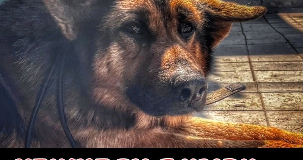 Изнемажденная овчарка и его невыносимая боль!