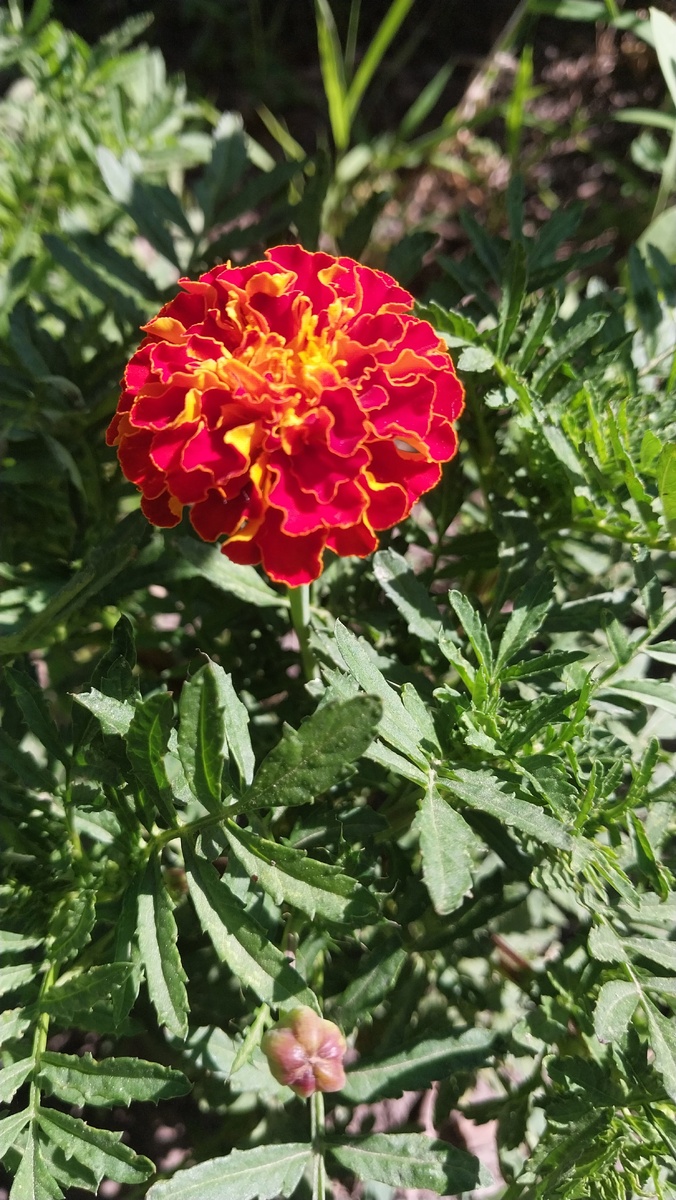 Рассаду садила вместе с помидорной рассадой.