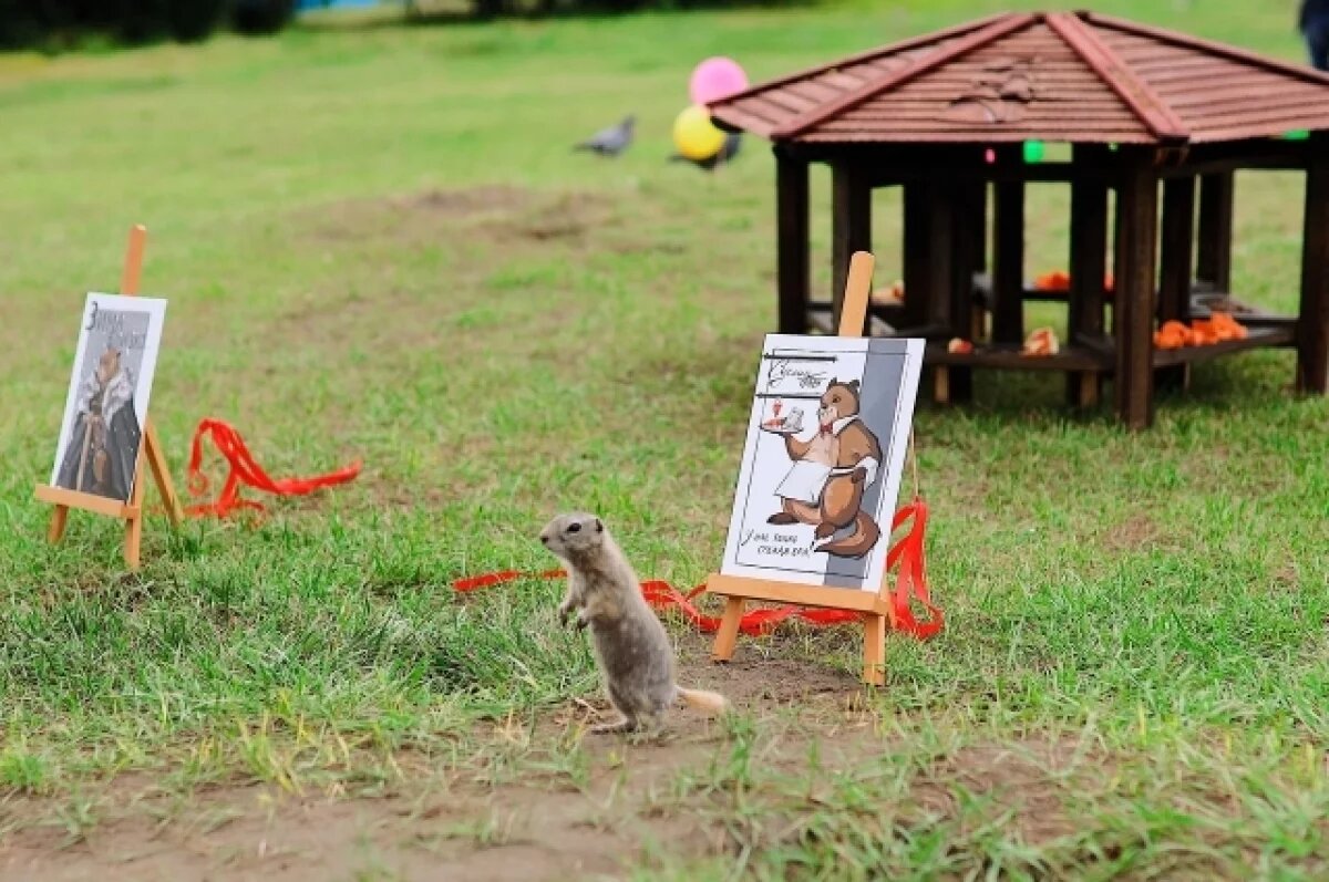    Новый суслик появился рядом с часовней Параскевы Пятницы в Красноярске