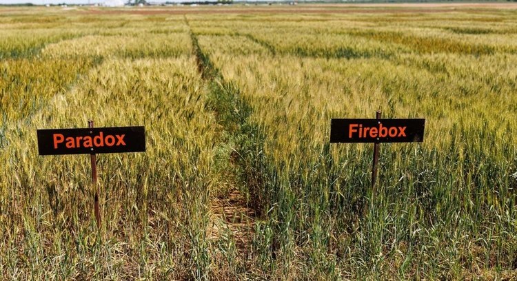    Новые сорта пшеницы могут снизить количество добавок в хлеб