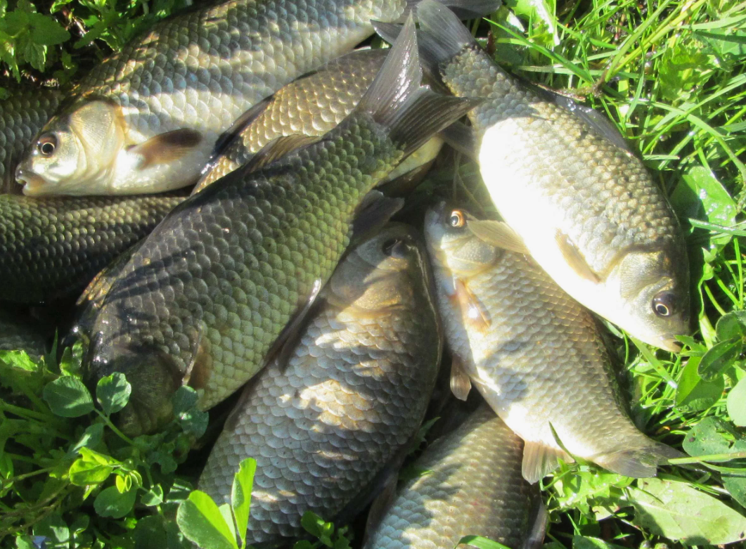 Карась пойманный летом на поплавочную снасть. Источник фото