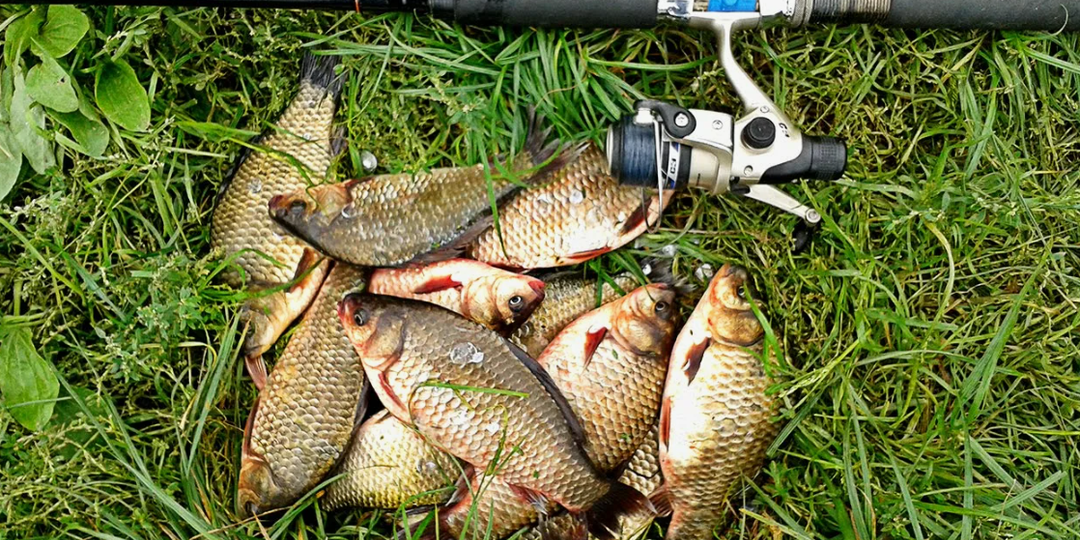Карась в июле: почему клёв нестабилен и как его расшевелить