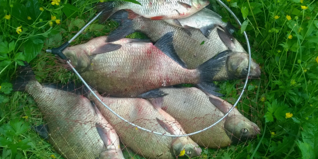 Где искать леща в июле — опыт рыбалки на малых реках