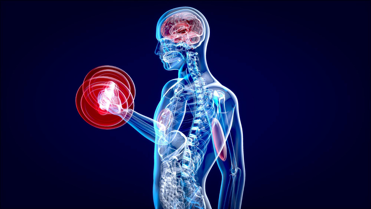 Источник: https://www.freepik.com/free-photo/3d-illustration-anatomy-xray-man-doing-biceps-curls_47777457.htm