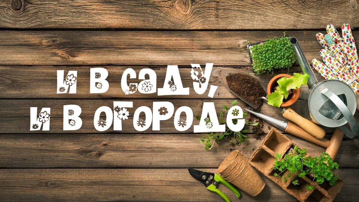    Беседа с директором НВП "Башинком" об органическом земледелии