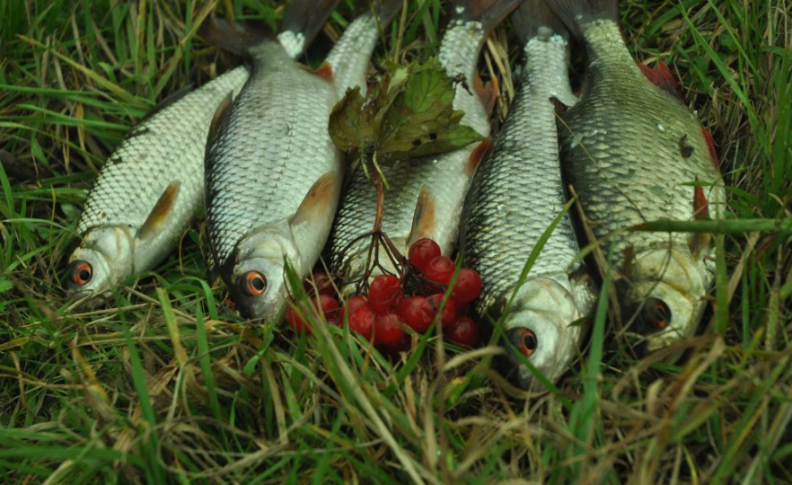Прикормка для плотвы в жару в июле: без запаха не работает!