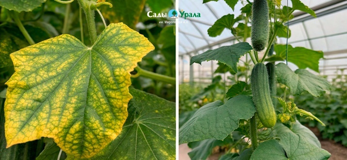 Желтеют огурцы? 5 причин и проверенные способы спасти урожай!