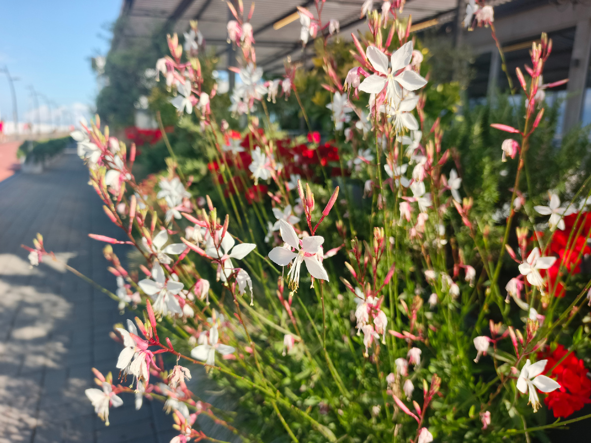 ФТ Сириус, Имеретинская набережная, 30.06.25 г.