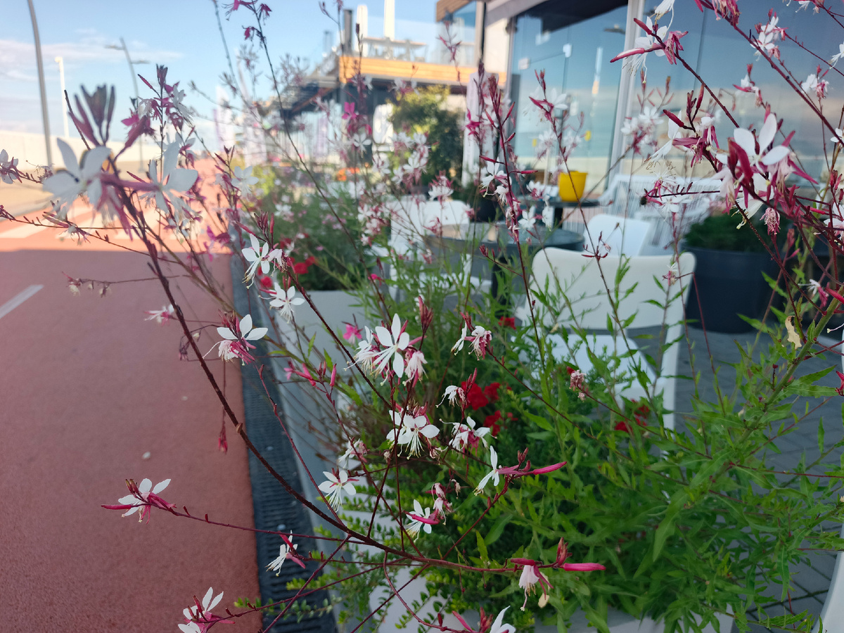 ФТ Сириус, Имеретинская набережная, 30.06.25 г.