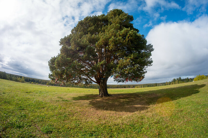 Зуринская сосна. Село Зура, Удмуртская республика