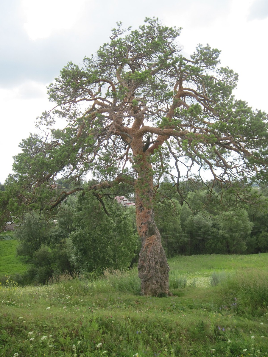 Сосна в селе Зура, Удмуртская республика