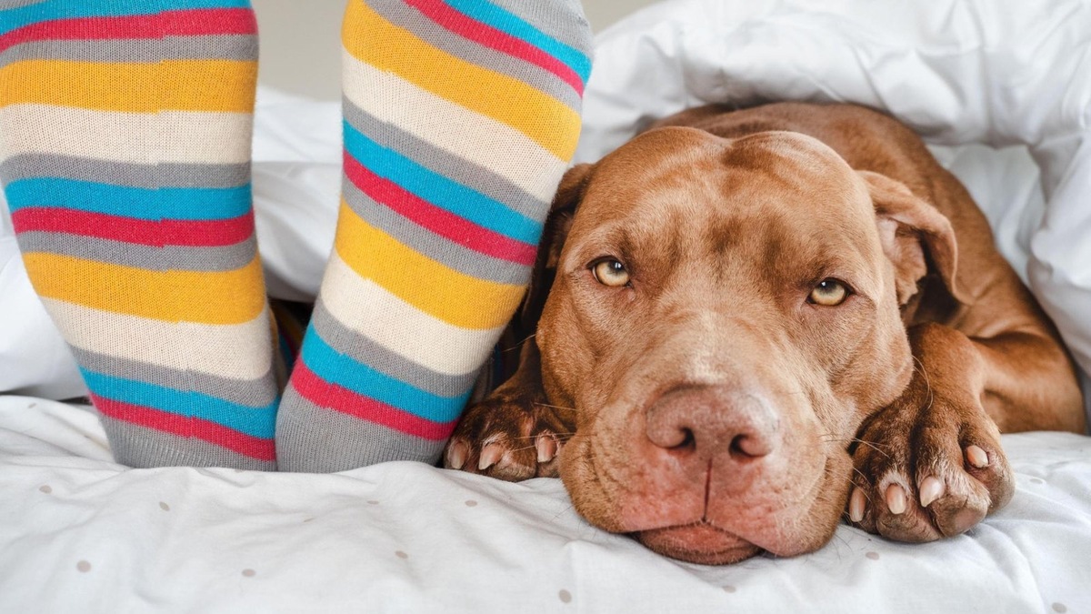    «Наивная, думает, что я просто лежу. А я только и мечтаю, как эти носки окажутся у меня в пасти».