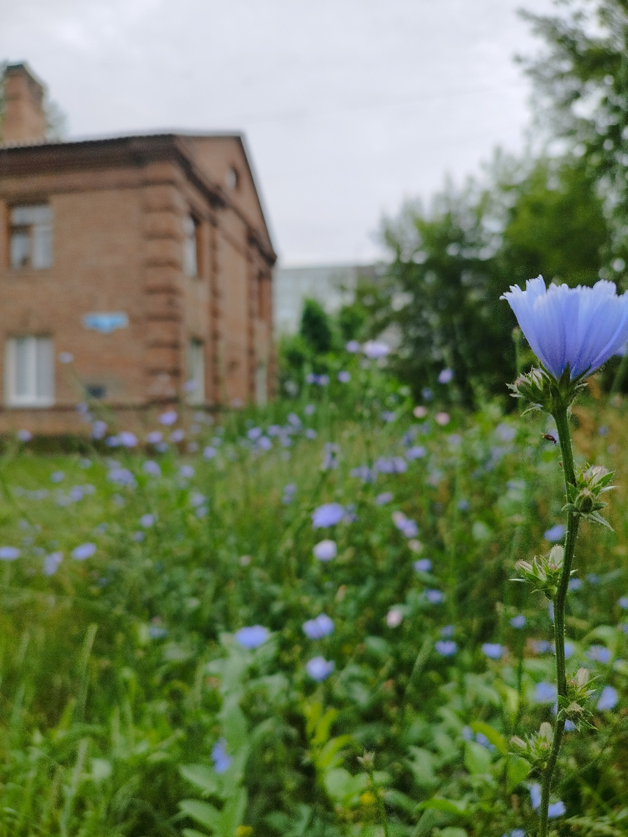 Цикорий. Фото из личного архива автора