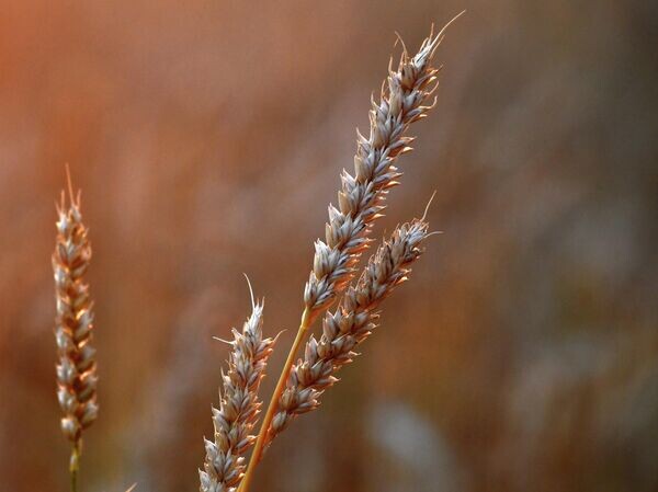    © РИА Новости Илья Наймушин