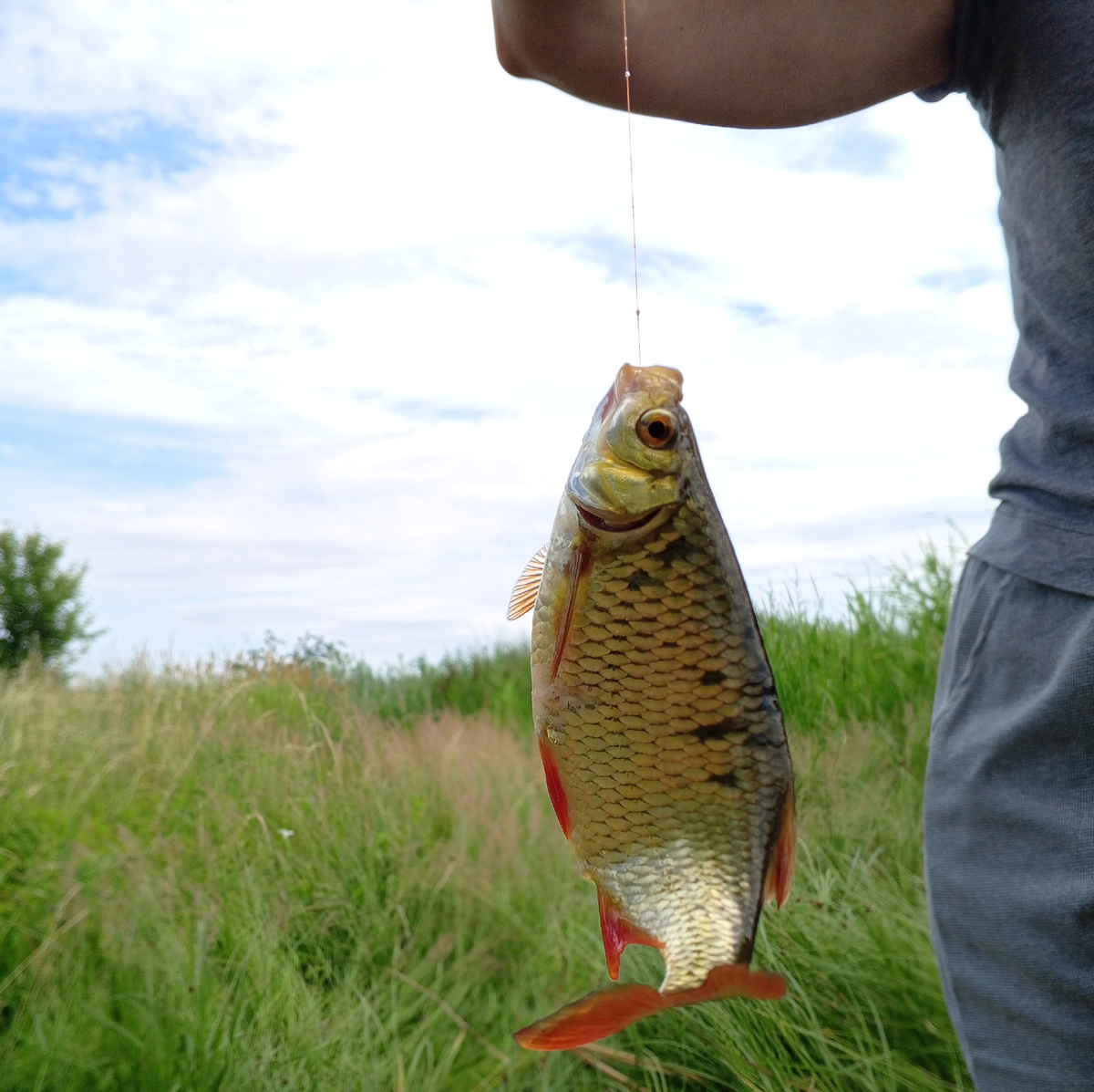 Краснопёрка