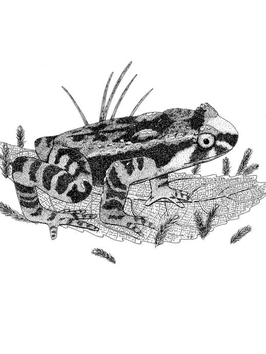 Art by ©Tony Jewell