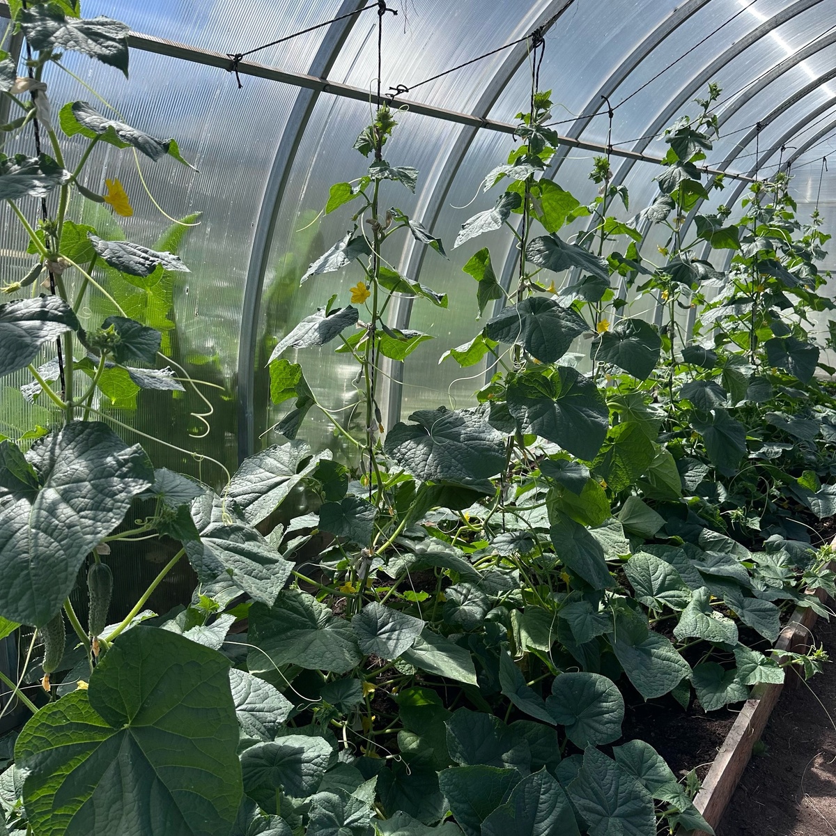    Даю огурцам соду, и уже 2 года собираю по 13 кг плодов с каждого куста