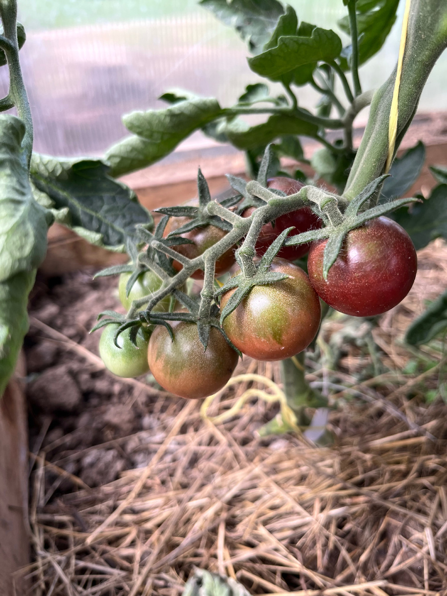 Черный шоколад набирает цвет
