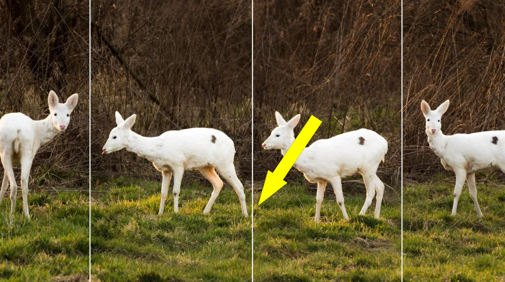    Альбиносы в дикой природе: Почему их число резко растет и что это значит для экосистемы