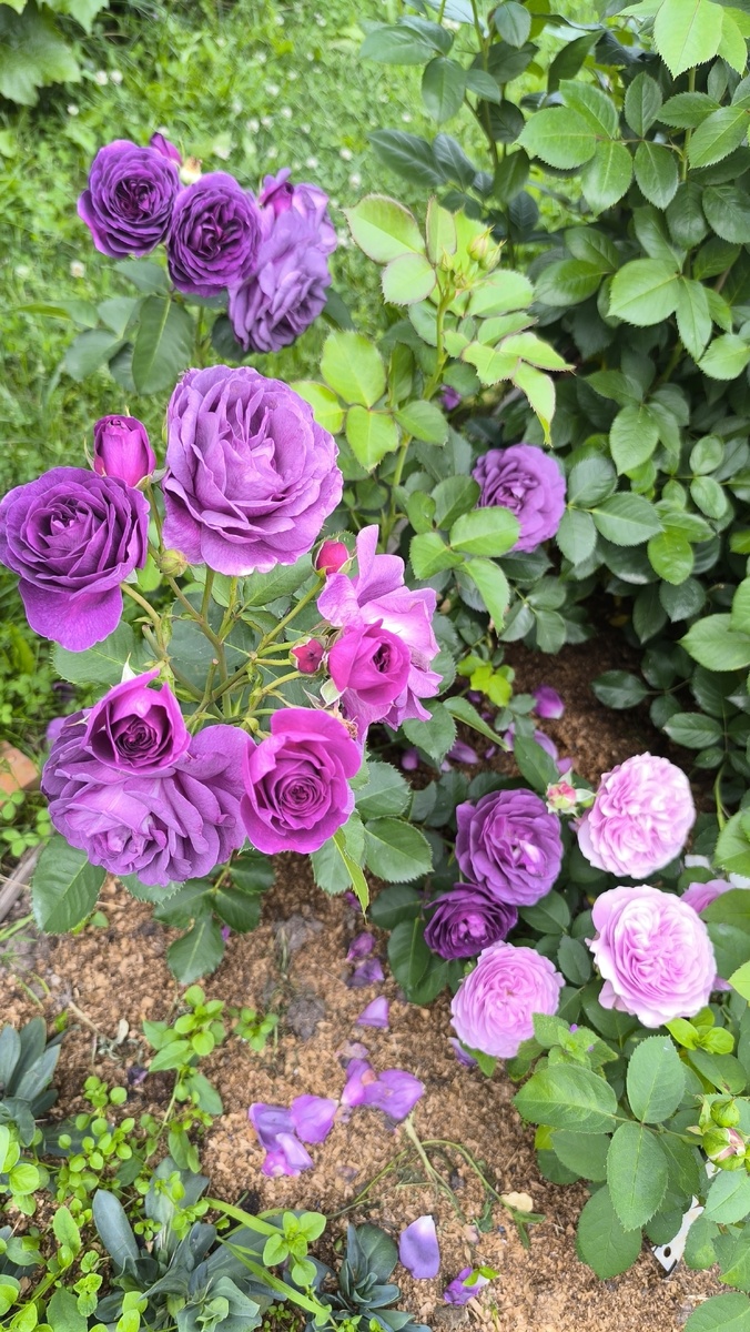 С лавандовой соседкой.