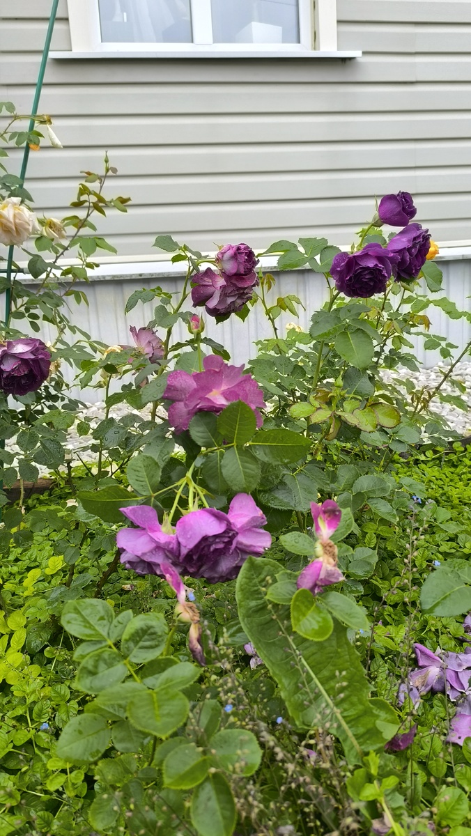 В фиолетовом миксе перед домом. Справа сзади, дождь лучше всез пережила.