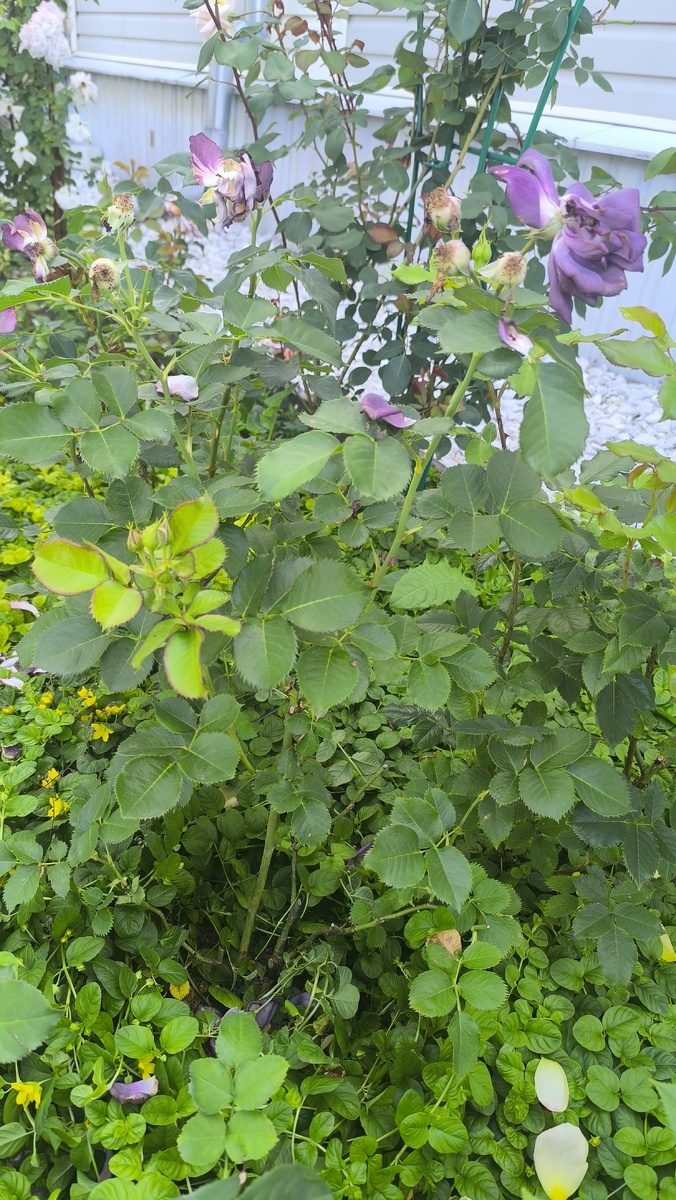 Куст как он есть в палисаднике. Отцвел к концу июня но гонит новые бутоны.