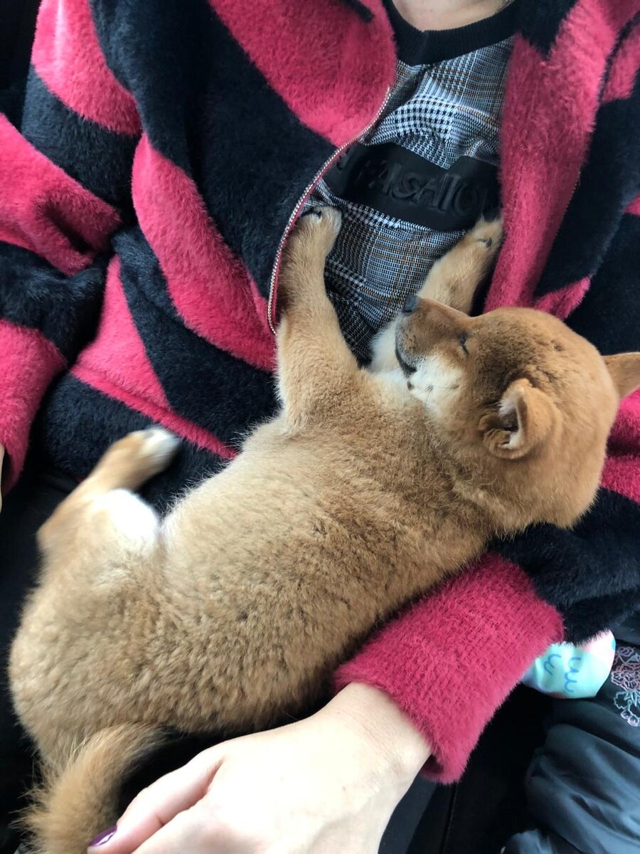 Сладкая булочка сладко спит🥹