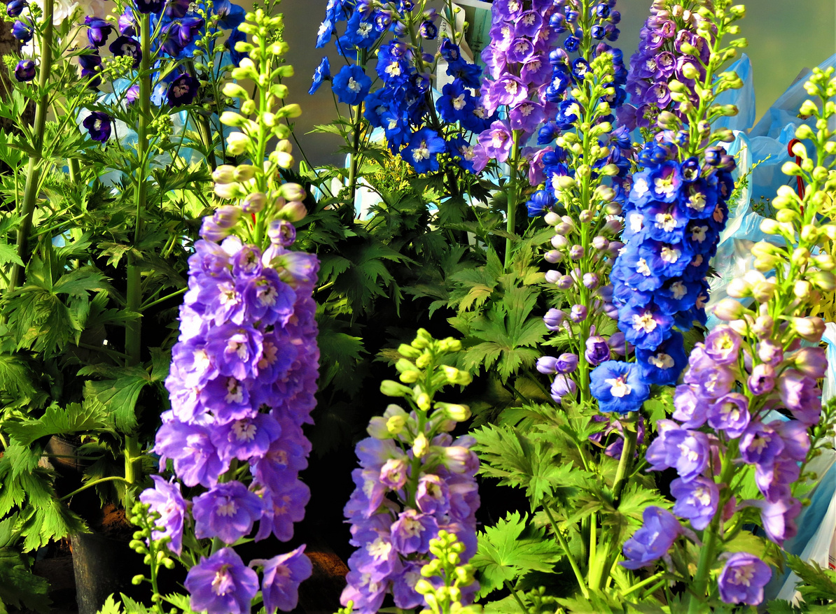    Селекционеры вывели немало сортов и гибридов дельфиниума